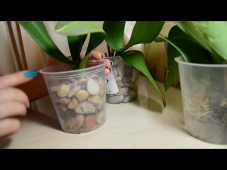 Орхидеи в камнях. Мой новый метод по наращиванию корней. 06.09.2017