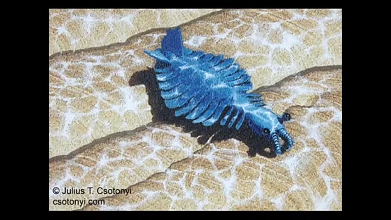 anomalocaris