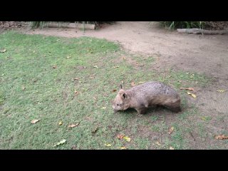 Wombat at Australia Zoo (1) 12/10/22 Вомбат в Австралийском Зоопарке