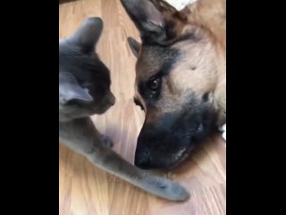 Funny animals - Funny cats _ dogs - Funny animal videos _ Best videos of July 20