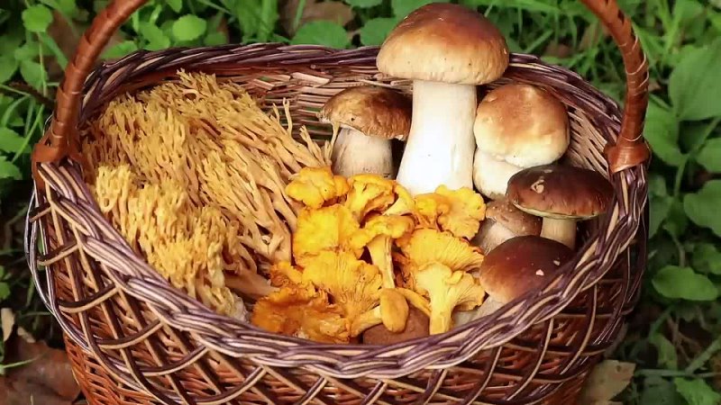 Bushcraft Solo Camping  Picking wild mushrooms   Perfect survival shelter in a c