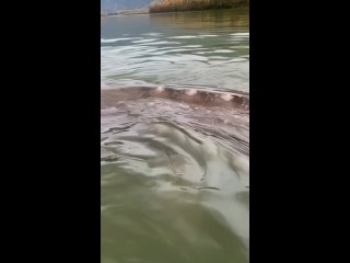Гигантский осетр живущий в реке Фрейзер (в Канаде)