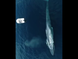 Размеры синего кита 🐋