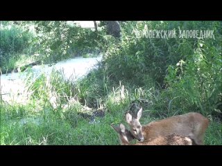 Заповедный водопой: август. Воронежский заповедник