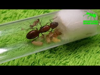 Camponotus castaneus с Арканзаса