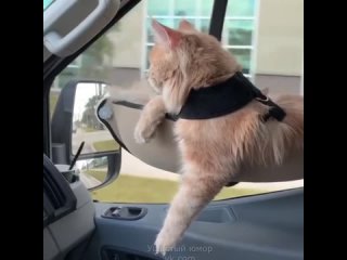 Кот путешественник 😻
