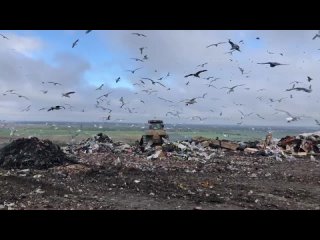 Огромная мусорная лавина сошла на свалке в Ленобласти. Сейчас на полигоне ТБО «Новый Свет-ЭКО» в Гатчинском районе работают спец