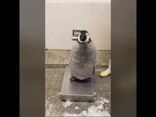 Пингвина решили взвесить против воли