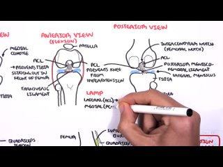 Clinical Anatomy - Knee