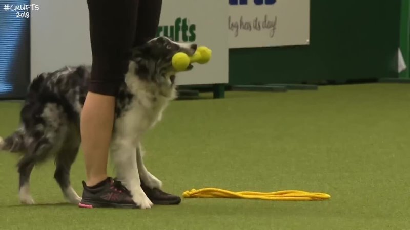 Dog gets a workout during Heelwork to Music Crufts 2018