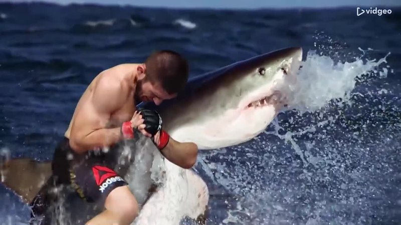 The moment the shark realised Khabib would