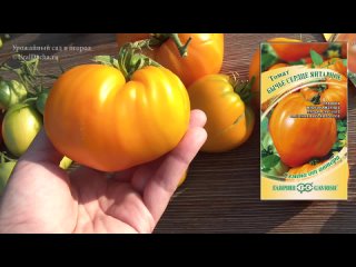 Обзор высокорослых томатов. Оригинальные сорта и гибриды от Гавриш
