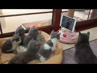 Котята смотрят мультфильм