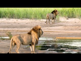 Прирожденные Короли. Brothers in Blood_ The Lions of Sabi Sand (2015) HD 720p