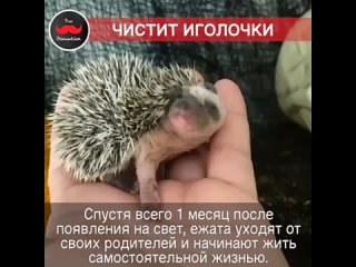 Ещё совсем маленький