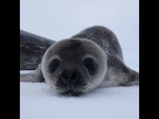 Детеныш тюленя знакомится с фотографом дикой природы
