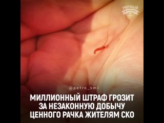 Двоих жителей Северо-Казахстанской области задержали во время незаконной добычи ценного рачка Artemia salina на озере Минкесер,