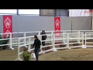 Видео от Продажа лошадей из России и Европы