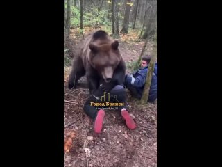 Грибники в лесу наткнулись на медведя. Мужчины не растерялись и начали бороться с косолапым