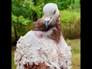 Кудрявый голубь