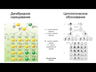 Генетика. Моногибридное и дигибридное скрещивание