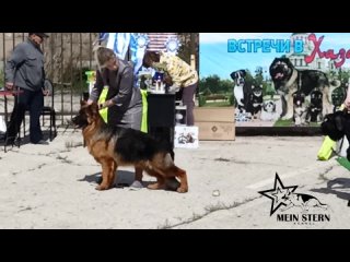 всепородная выставка собак (Россия, Астрахань)