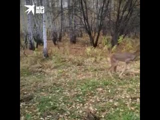 В Курганской области косули умирают от неизвестной болезни