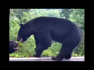 Медвежьи разборки 😀😀😀