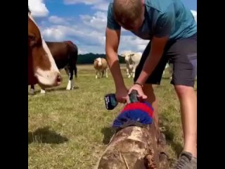 Счастье для коров