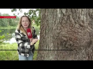 Легендарный вырицкий дуб. Из передачи ЛЕН ТВ24