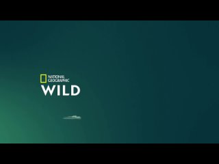 2021, Секреты Зоопарка (National Geographic Wild HD)  16+