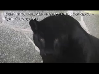В Ленинградском зоопарке появился новый питомец — чёрный ягуар Ричард

Совсем скоро Ричарду исполнится год.
