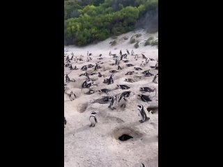 Пингвины. Южная Африка