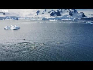 Косатки выманивают и ловят тюленя, показывая редкую и жестокую технику синхронной охоты