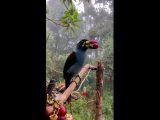 Голубая андигена наслаждается виноградом в Колумбийских Андах