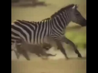 Трудная охота для гепарда