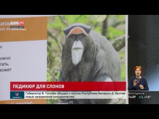 Новоселы из Новосибирска и педикюр для слонов: новости Ростовского зоопарка