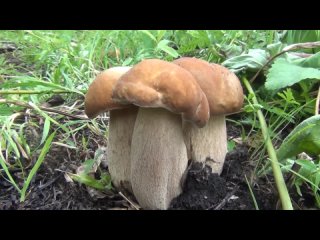 Массовый сбор Белого гриба и секреты сбора. Boletus Edulis. Видео высокой чёткости.