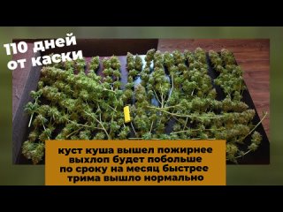 [DzagiOfficial] Critical Kush от Barney’s Farm | Земля, фидинги | Dzagi репорт