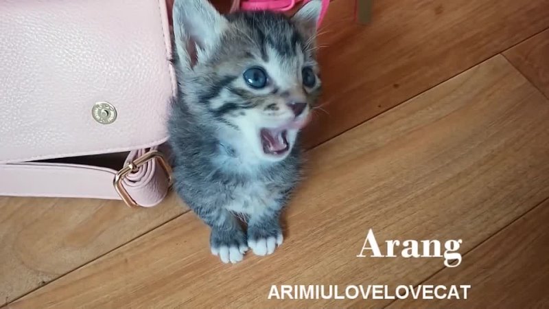 So cute kittens episode19 Ari Miu Love Love