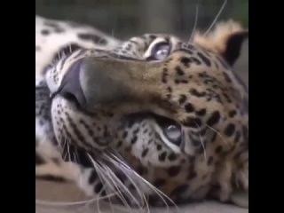 🐆Дальневосточный или амурский леопард, считается наи