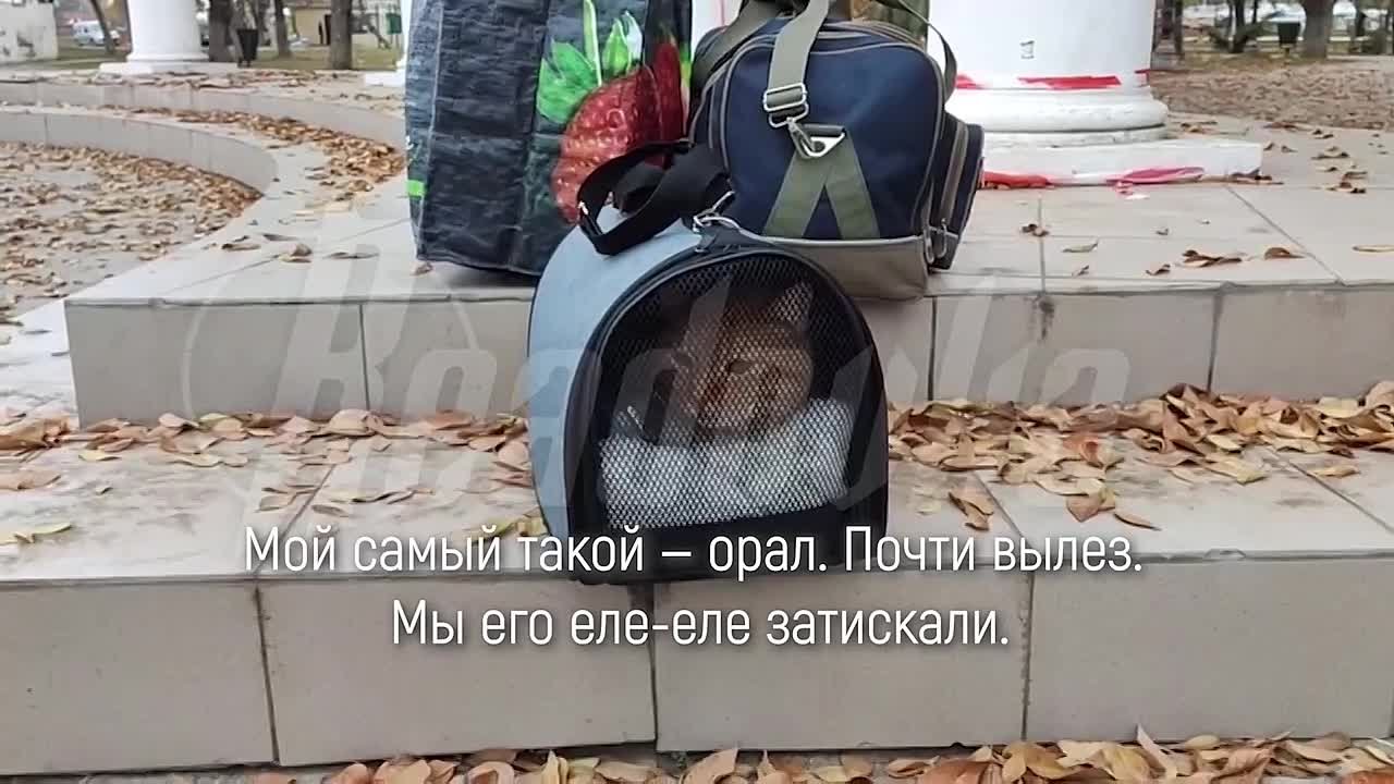 Словоохотл вый закост неть