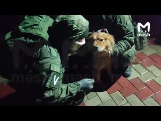 ВСУшники долгое время избивали и травили собаку голодом на окраине Марьинки под Донецком