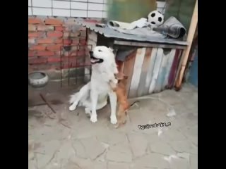 Видео от Человек и собака на одном поводке.