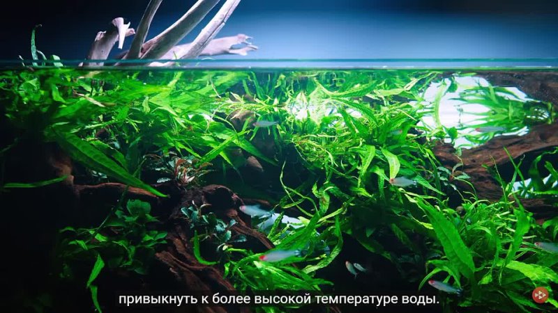 Wonderful Planted Aquarium with DISCUS FISH Green Aqua