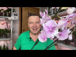 пересадка цветущеи орхидеи ОБРАБОТКА от БОЛЕЗНЕИ и НАСЕКОМЫХ вредителеи орхидеи Куин Киз
