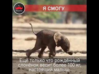 Упорный слонёнок