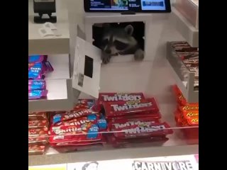 Енот крадёт конфеты в аэропорту Филадельфии