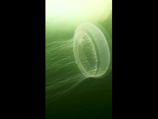 Aequorea victoria, океаническая медуза. В ней есть флуоресцентный белок, который произвел революцию в науке.