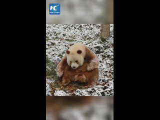 Единственная в мире коричневая гигантская панда наслаждается хорошей погодой после недавнего снегопада.